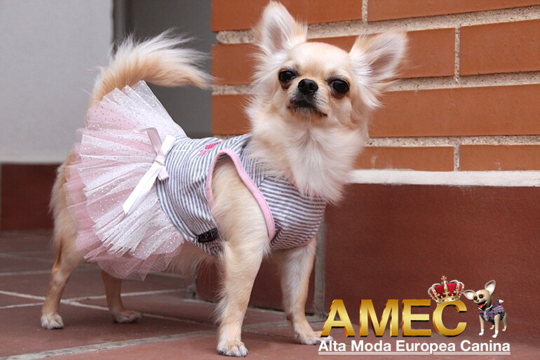 Ropa Perros. Ropa para Perros Chihuahua Hembra. Moda Canina. | Alta Moda Europea Canina