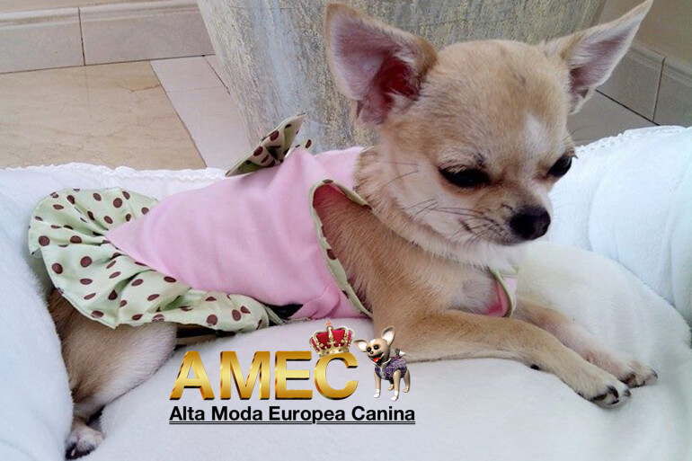 Tradicion pintar Modernizar vestidos para hembras chihuahua | Alta Moda Europea Canina