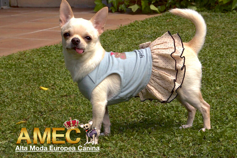 episodio con tiempo vender vestidos perros chihuahua | Alta Moda Europea Canina