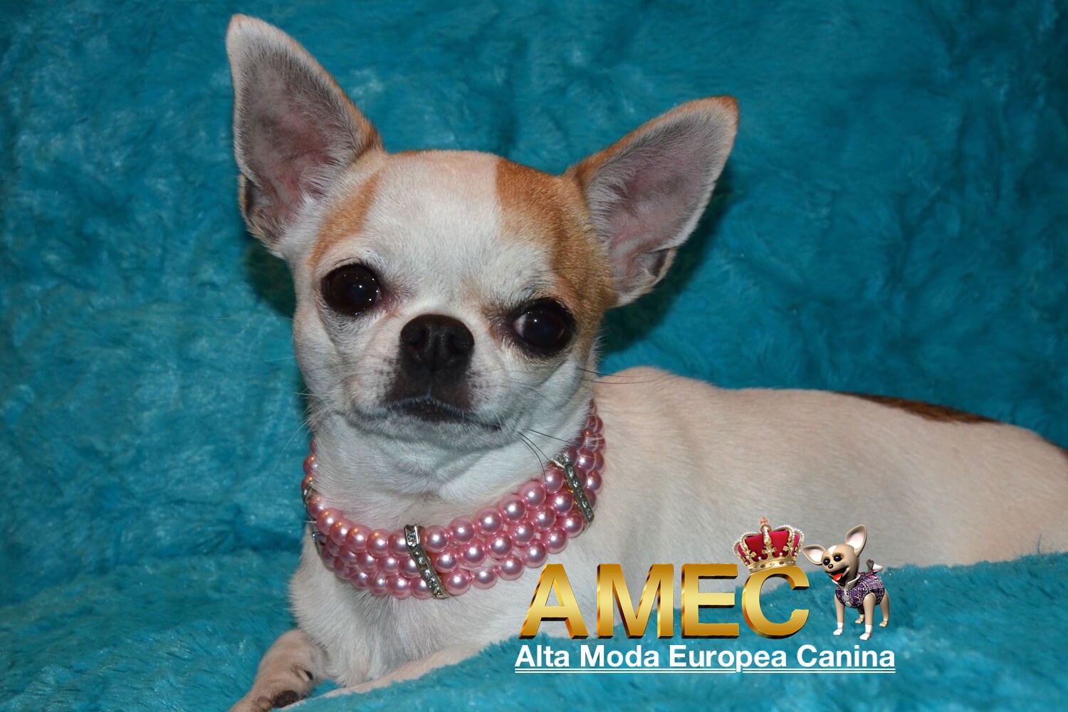 Collar Elegante Perlas - Imagen 2
