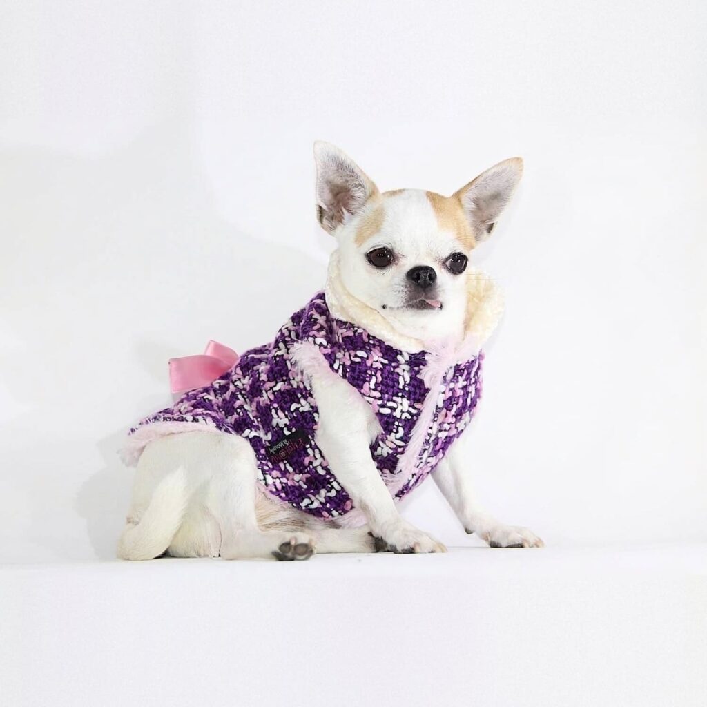 Tinkerbell Purple 💜