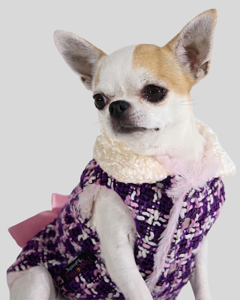Chihuahua con abrigo de tweed morado, cuello blanco y lazo rosa